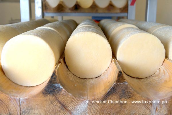 chemin de saint jacques de Cluny au Puy-en-Velay FOURME DE MONTBRISON ©Vincent Chambon et Syndicat de la Fourme de Montbrison